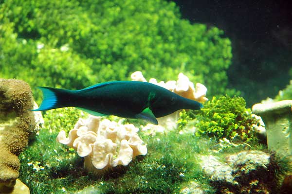 GOMPHOSUS COERULEUS